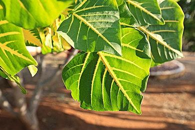 《星战旧共和国武士》重制开发商Aspyr收购Beamdog