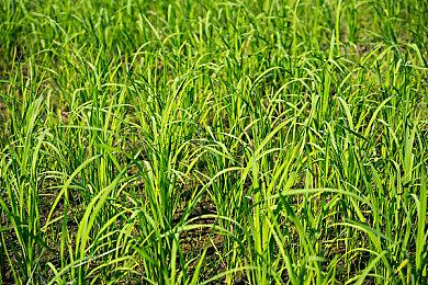 《格林魔书 OnceMore》“黑魔术篇”预告 7月28日正式发售